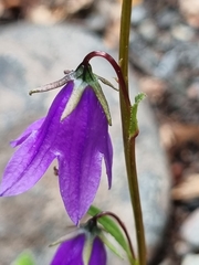 Campanula collina