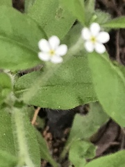 Lithospermum matamorense