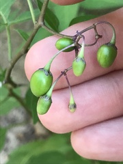 Solanum dulcamara