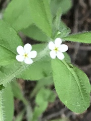 Lithospermum matamorense