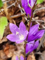 Campanula collina
