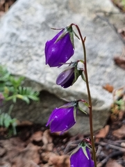 Campanula collina