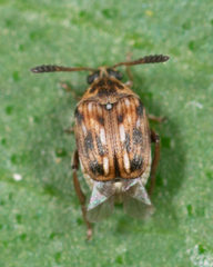 Megacerus cubiculus