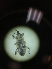 Sphenophorus callosus