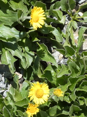 Doronicum clusii