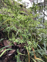 Peperomia leptophylla