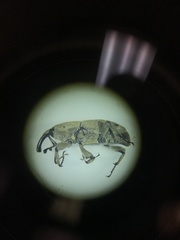Sphenophorus callosus