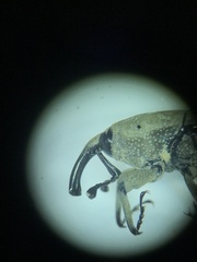 Sphenophorus callosus