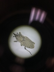 Sphenophorus callosus