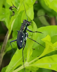 Cicindela flavomaculata