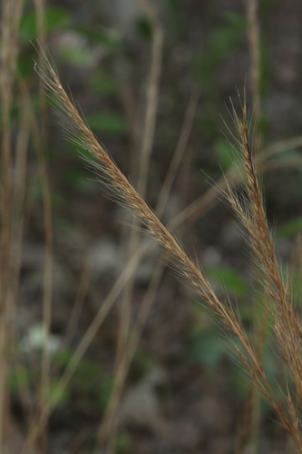 Festuca myuros