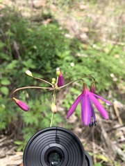 Bessera elegantissima