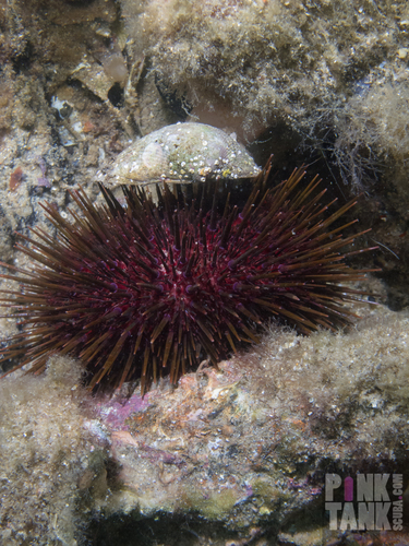 Western Pacific purple sea urchin, photo 3 of 10