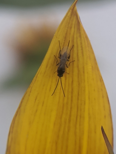 photo of Ichneumonid And Braconid Wasps (Ichneumonoidea)