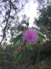Mimosa tricephala