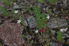 Centaurium pulchellum meyeri