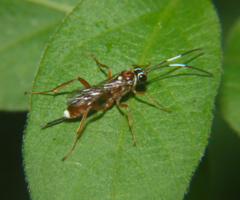 Diapetimorpha