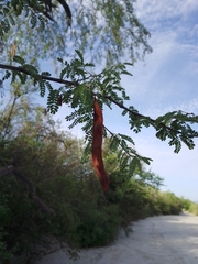Havardia mexicana