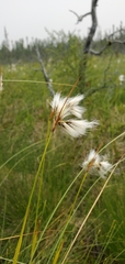 Eriophorum viridicarinatum