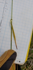 Eriophorum viridicarinatum