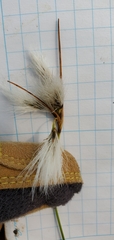 Eriophorum viridicarinatum