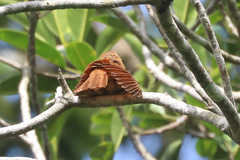 Rhytipterna holerythra