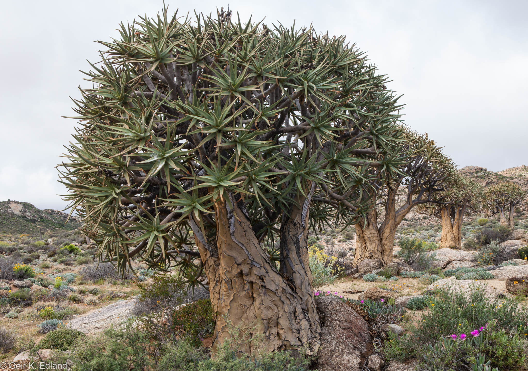 Quiver Tree (Aloidendron dichotomum) · iNaturalist