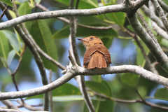 Rhytipterna holerythra