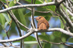 Rhytipterna holerythra