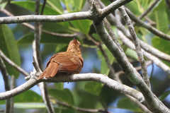 Rhytipterna holerythra