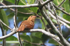 Rhytipterna holerythra