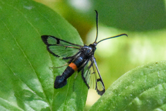 Synanthedon culiciformis