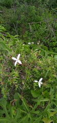 Bouvardia erecta