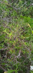 Bouvardia erecta