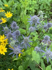 Eryngium planum