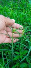 Porophyllum linaria