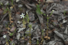 Centaurium pulchellum meyeri