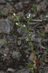 Centaurium pulchellum meyeri