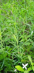 Porophyllum linaria