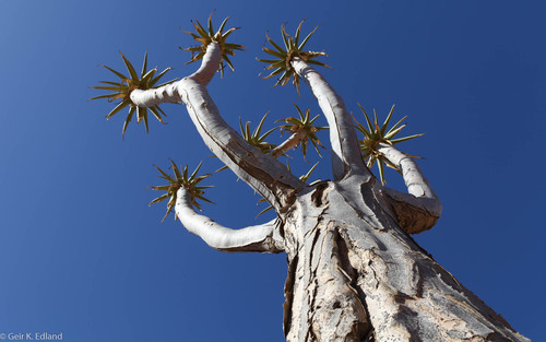 Giant Quiver Tree (Aloidendron pillansii) · iNaturalist
