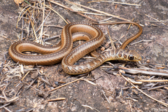 Psammophis brevirostris