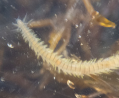 Eulalia quadrioculata