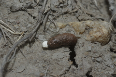 Phrynosoma hernandesi