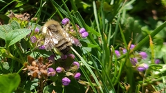 Bombus