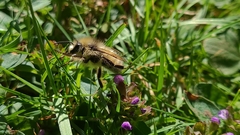 Bombus