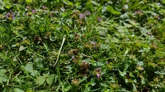 Bombus