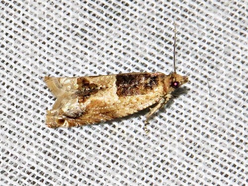 Cotton Tipworm Moth
