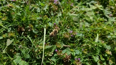Bombus