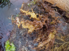 Grateloupia californica