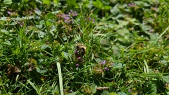 Bombus